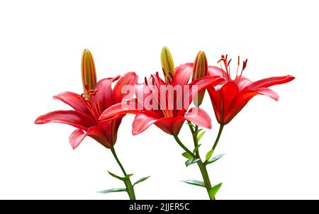 Red Lily Flowers Isolated on White Background Stock Photo
