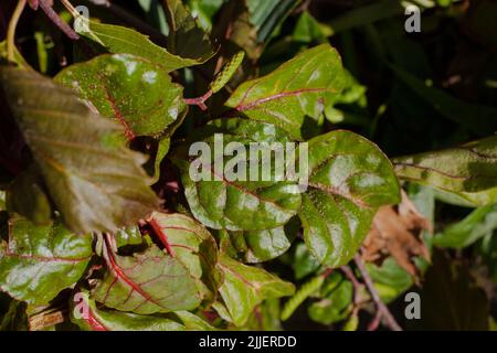 A Look at life in New Zealand: a walk around my organic, edible garden. Beetroot, for excellent salad greens and tasty roots. Stock Photo