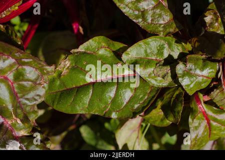 A Look at life in New Zealand: a walk around my organic, edible garden. Beetroot, for excellent salad greens and tasty roots. Stock Photo