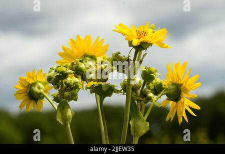 Cup plant (Silphium perfoliatum) bright yellow sunflowers in a prairie setting against a cloudy blue sky. Stock Photo