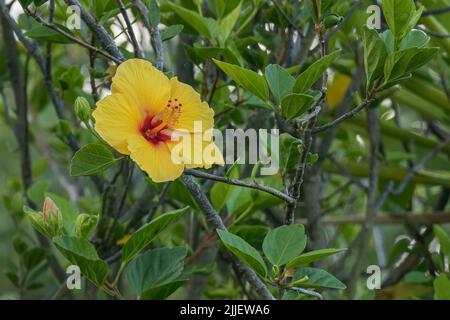 flowering hibiscus plant with one yellow flower open outdoors Stock Photo