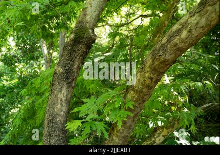 Close up  photo of sycamore tree with branches and leaves as a  background. Stock Photo