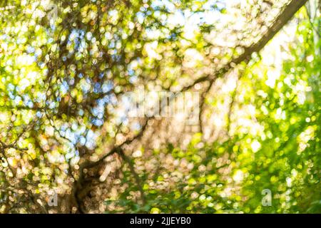 Close up blurred photo of branches, leaves and twigs with bokeh effect as a summer background. Stock Photo