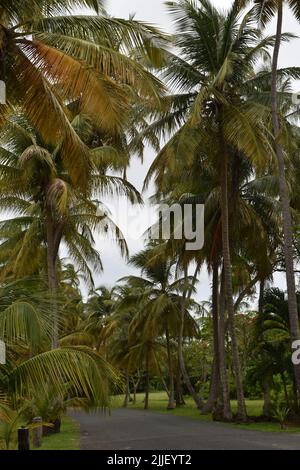 Pigeon Point, Tobago - July 12, 2022 - Pigeon Point Heritage Park Stock Photo