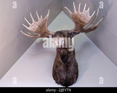 Moose head mounted on a wall inside a house Stock Photo