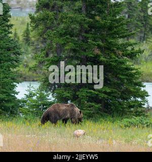 Grizzly bear (Ursus arctos horribilis) walking along Athabasca river, Jasper national park, Alberta, Canada. Stock Photo