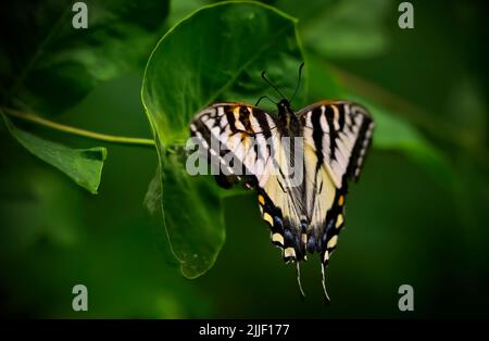 Anise Swallowtail,  (Papilio Zelicaon),rests on a plant leaves in rural Alberta Canada Stock Photo