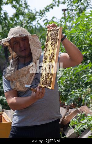 A male beekeeper holds a frame with honey and bees. Work at the apiary. Survey of bee colonies in hives Stock Photo