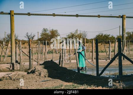 Salta, Argentina. 13th July, 2022. Farmworker removes cow dung from the ground. This dairy is located in the outskirts of Salta, Argentina and has around 800 cows. Female cows are artificially inseminated for the first time at the age of 15 months. A cow's pregnancy, is like a human's, lasts nine months. Once the calf has been born, the cow is milked daily by the machine. On average, six to eight weeks after the birth of the calf, the cow is inseminated again. After about 5-6 years she stops giving milk and the animal is slaughtered. Credit: SOPA Images Limited/Alamy Live News Stock Photo