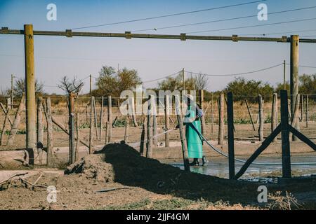 Farmworker removes cow dung from the ground. This dairy is located in the outskirts of Salta, Argentina and has around 800 cows. Female cows are artificially inseminated for the first time at the age of 15 months. A cow's pregnancy, is like a human's, lasts nine months. Once the calf has been born, the cow is milked daily by the machine. On average, six to eight weeks after the birth of the calf, the cow is inseminated again. After about 5-6 years she stops giving milk and the animal is slaughtered. (Photo by Lara Hauser/SOPA Images/Sipa USA) Stock Photo