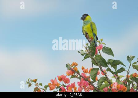 A Nanday parakeet, also known as the Black-hooded parakeet, perched in a tree in the Pantanal of Brazil. Stock Photo