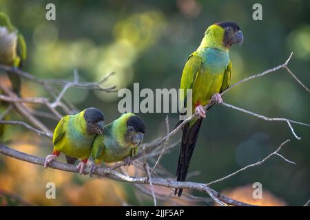 Two Nanday parakeets, also known as the Black-hooded parakeet, perched in a tree in the Pantanal of Brazil. Stock Photo