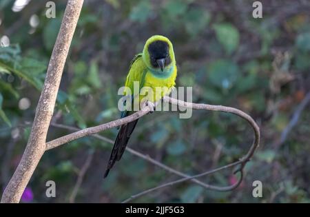 A Nanday parakeet, also known as the Black-hooded parakeet, perched in a tree in the Pantanal of Brazil. Stock Photo