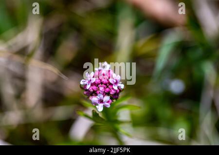 Valeriana dioica in meadow, close up Stock Photo