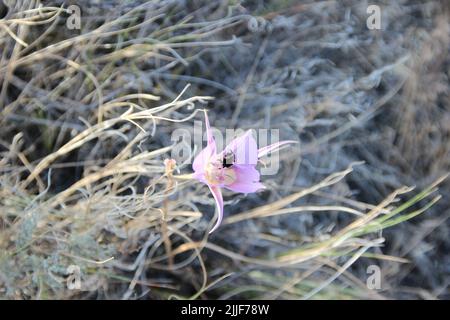 Bumblebee in a sagebrush mariposa lily (calochortus macrocarpus), near Vantage WA Stock Photo