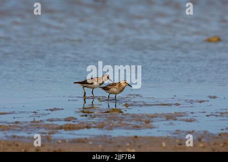 The shorebirds looking for food in shallow water lake Michigan. Stock Photo