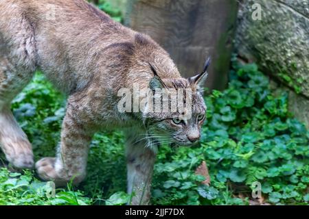 The Canada lynx (Lynx canadensis) is a  species native to North America Stock Photo