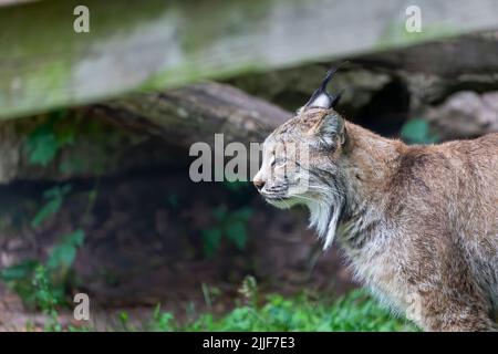 The Canada lynx (Lynx canadensis) is a  species native to North America Stock Photo