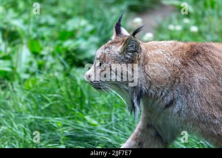 The Canada lynx (Lynx canadensis) is a  species native to North America Stock Photo