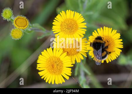 White-tailed bumblebee (Bombus lucorum) on common fleabane flowers (Pulicaria dysenterica), a yellow wildflower, during summer, England, UK Stock Photo