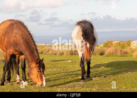 Wild ponies on Lundy Island Stock Photo