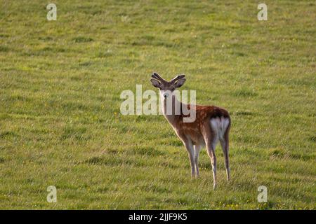 Single male sika deer on Lundy, Uk Stock Photo