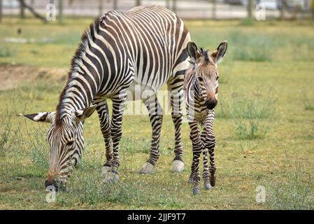 Mother and baby Grevy’s zebra grazing in Marwell zoo Stock Photo
