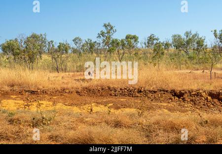 Savanna woodlands and Pindan soil along the Gibb River Road Kimberley Western Australia.