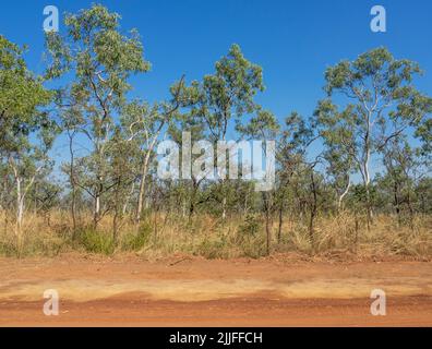 Savanna woodlands and Pindan soil along the Gibb River Road Kimberley Western Australia.