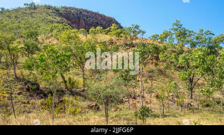 Savanna woodlands of eucalyptus trees at Durack Mountain Range Kimberley Western Australia.