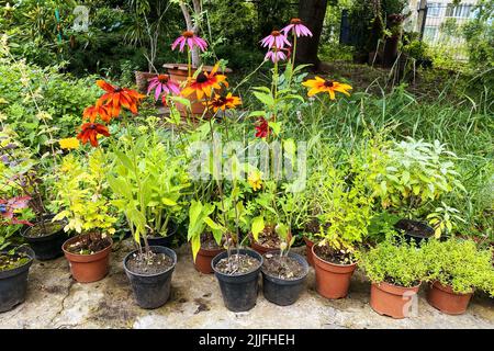 Garden store with flowers. Decorative potted plants are for sale. Bushes and flowers in pots in local market. Stock Photo