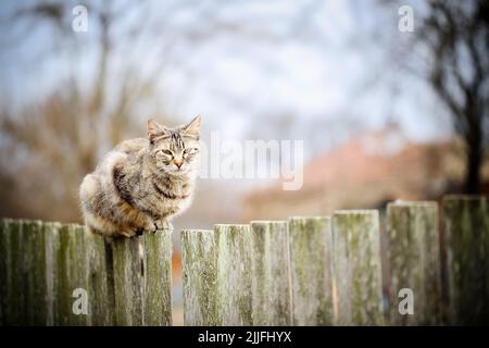 Mackerel stripped tabby cat sitting on an old wooden fence in a village on a cold fall day. Outdoors living cat watching the surroundings from a high Stock Photo