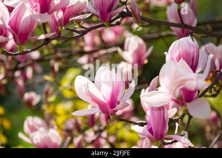 magnolia tree blossom background. pink flower on the branch in summer. natural soft bokeh of a botanical garden Stock Photo