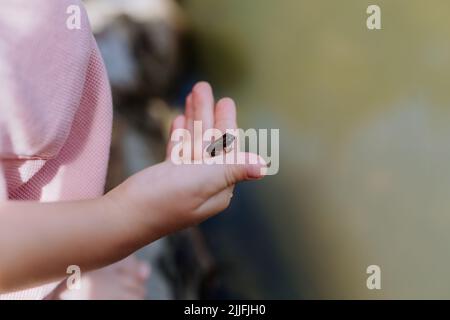 Close-up of little girl holding small wild frog. Curious child watching and exploring animals in nature. Stock Photo