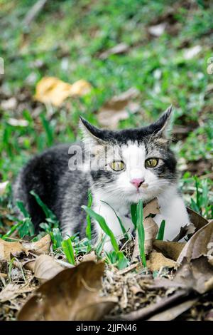 The black cat is playing in the yard Stock Photo