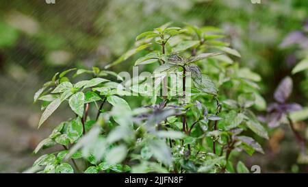 Fresh leaves of Genovese herb. Gardener watering basil plant growing in home garden. Can be used in quality medicine, cooking spices. Also known as Stock Photo