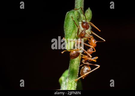 Macro photo of red ants on a tree trunk Stock Photo