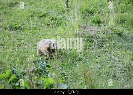 Alpine marmot (Marmota marmota) in the Austrian Alps Stock Photo