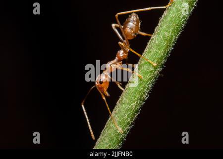 Macro photo of red ants on a tree trunk Stock Photo