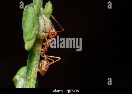 Macro photo of red ants on a tree trunk Stock Photo