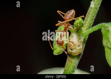 Macro photo of red ants on a tree trunk Stock Photo