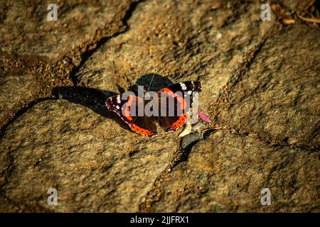 Vanessa atalanta, Known as the Red Admiral in Europe. Venessa atalanta is a butterfly species with black wings, orange stripes and white spots. Stock Photo