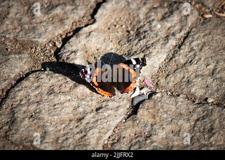Vanessa atalanta, Known as the Red Admiral in Europe. Venessa atalanta is a butterfly species with black wings, orange stripes and white spots. Stock Photo
