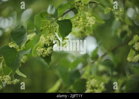 abstract background with beautiful linden tree blossom and copy space Stock Photo