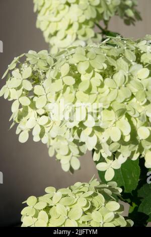 Hydrangea "Limelight", Hydrangea paniculata "Limelight" Hydrangeas, Flower, Blooming, Panicles, Hydrangea, Flowers, Panicle Hydrangea Stock Photo