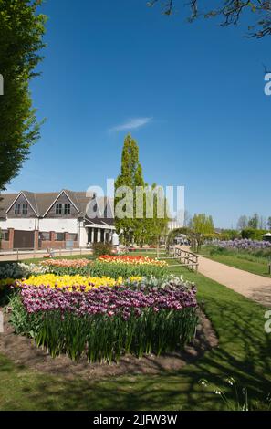 Tulips in the gardens at Springfields Outlet Shopping & Leisure, Spalding, Lincolnshire Stock Photo