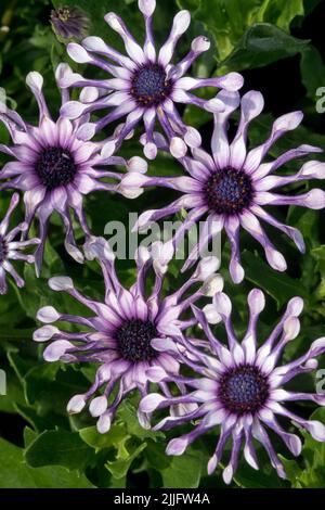 African daisy, Osteospermum Margarita "White Spoon", Annual Plant, Blue Daisies, Osteospermum "White Spoon" Cape daisy Flowers Stock Photo