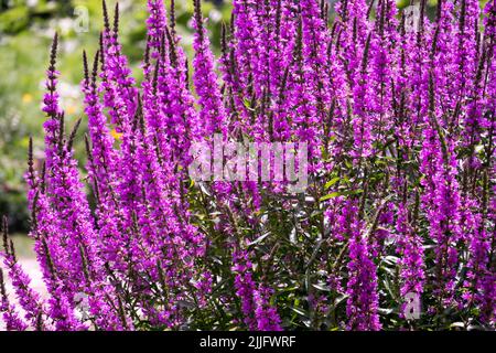 Purple Loosestrife, Lythrum virgatum 'Dropmore Purple', Hardy Summer Plant Lythrum 'Dropmore Purple' Stock Photo