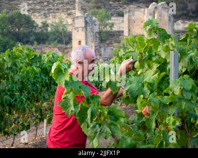 Older farmer in a vineyard with a ruined monastery in the background, checking the grape harvest. Agriculture concept Stock Photo