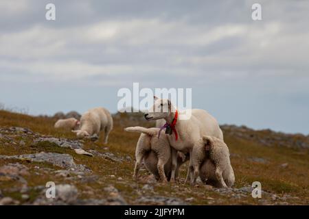Mother sheep feeding two lambs in the meadow. Stock Photo